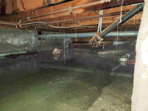 Best Professional water damage repair  in Brown City, MI